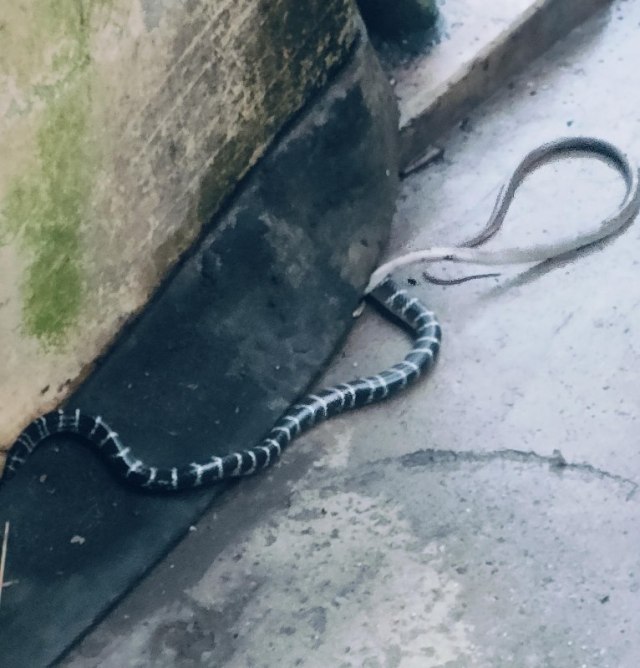 Terrified man wakes up to black snake in room, doctor eases fears of a possible krait bite