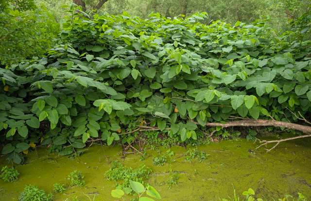 Japanese knotweed is choking Pennsylvania creekbanks, and even tiny pieces can regrow