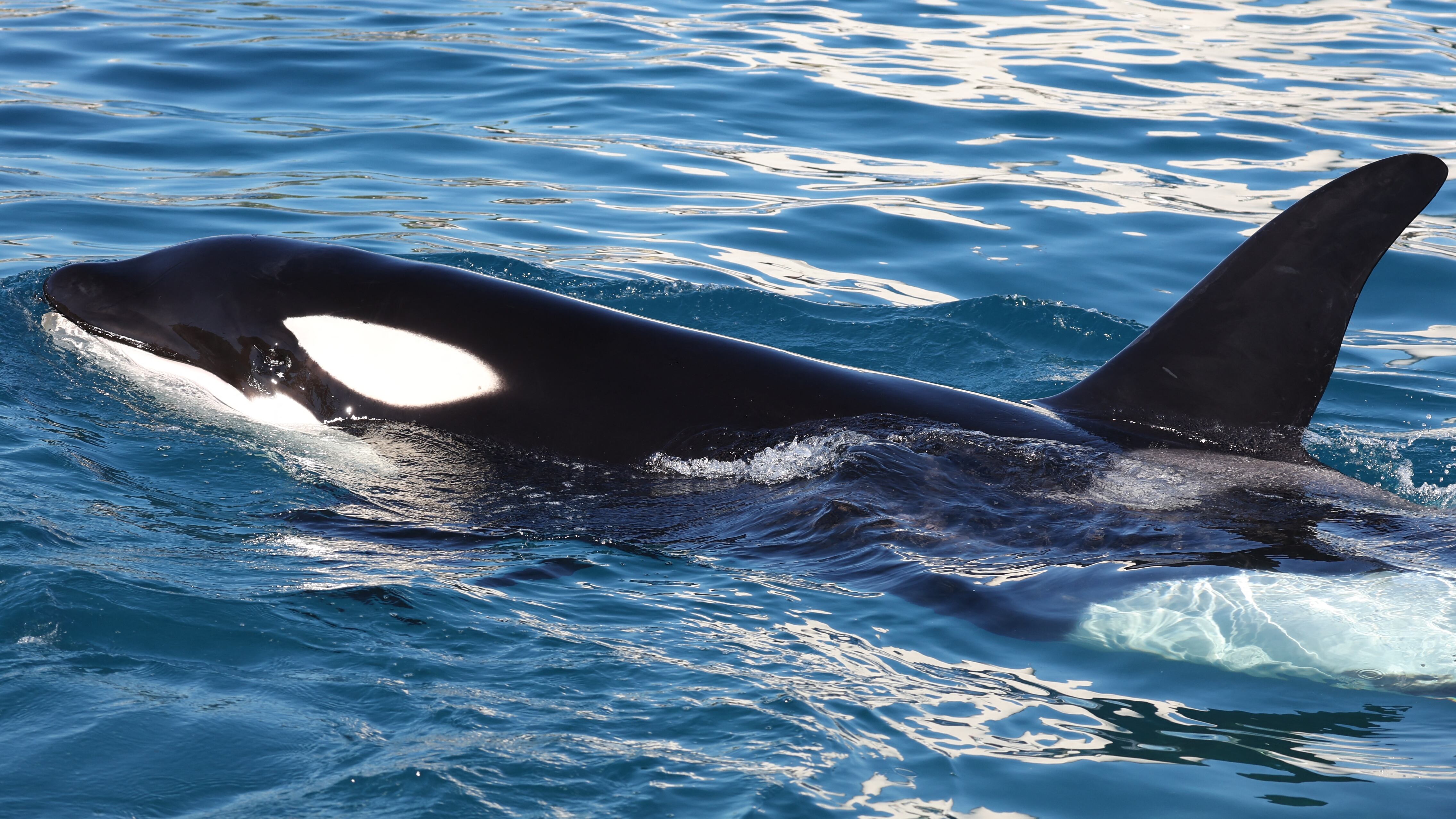 Scientists stunned by orcas making prey explode