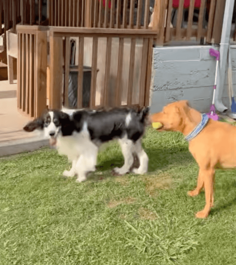 These 10 dog breed myths have confused owners for years – and many ...