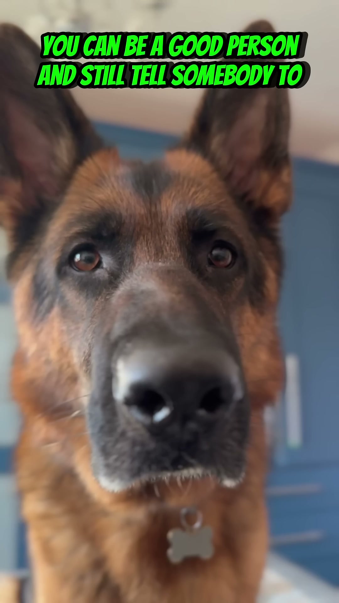 Wise German shepherd Cooper shares hilarious advice on setting boundaries