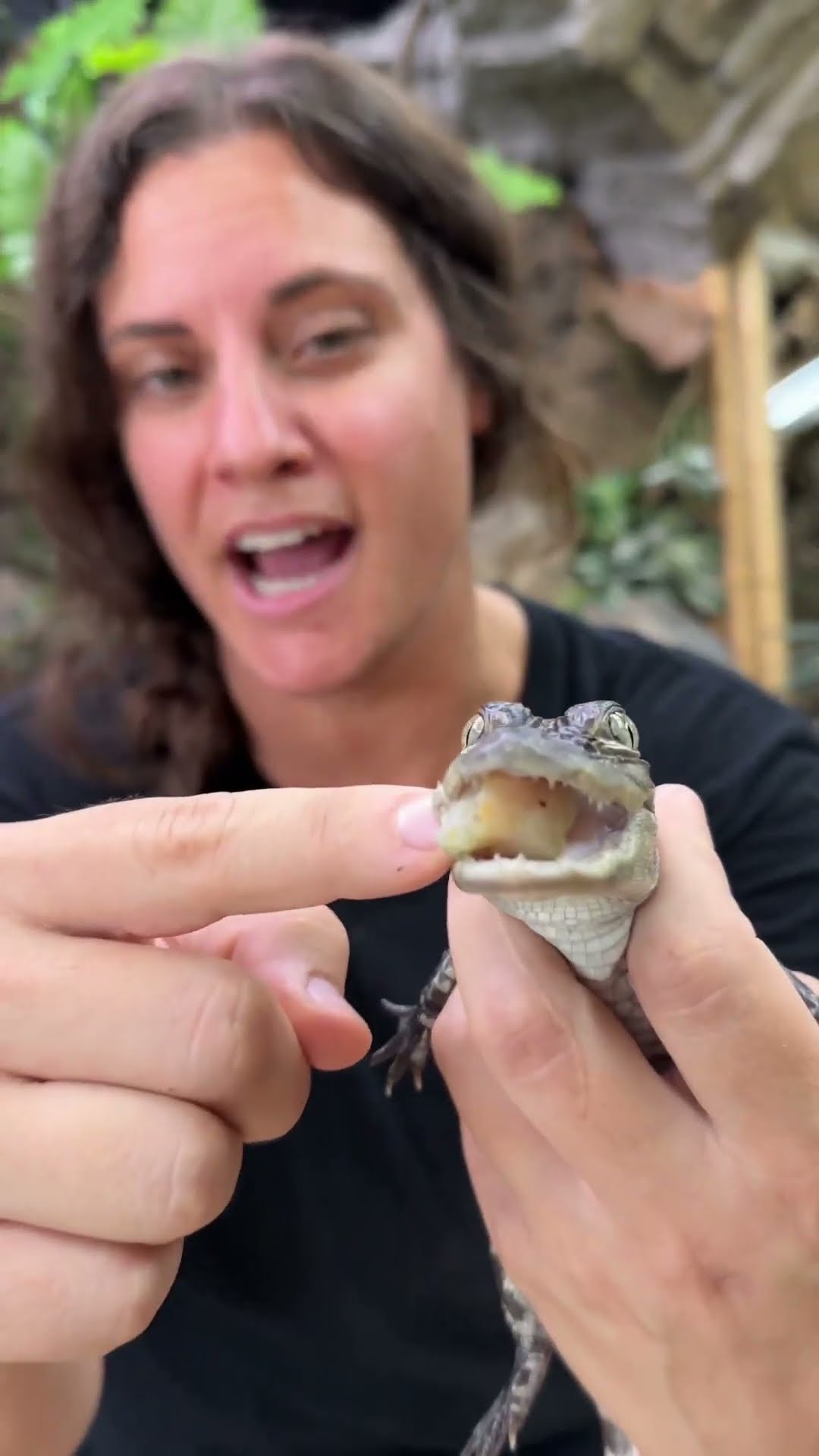 Baby alligator bite shows exactly why hand feeding can go wrong