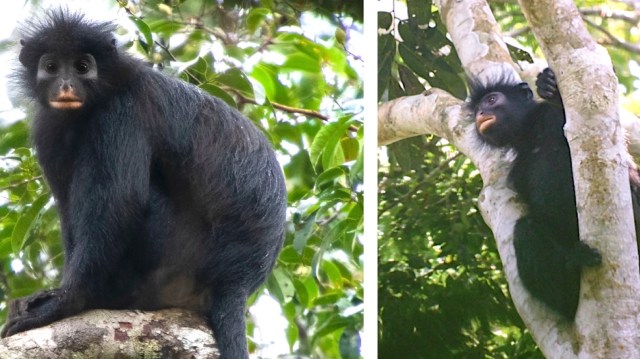 Orange-mouthed monkey is confirmed as a new species, and may be endangered