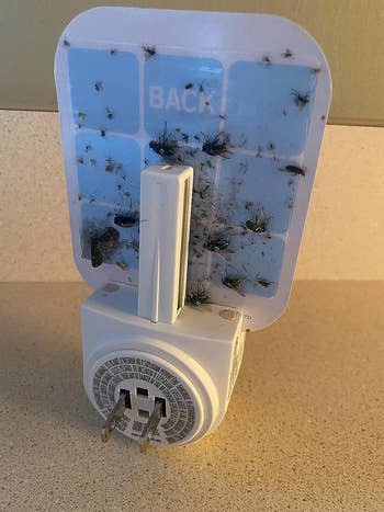 reviewer image of the sticky side of the trap with dead flying insects stuck to it