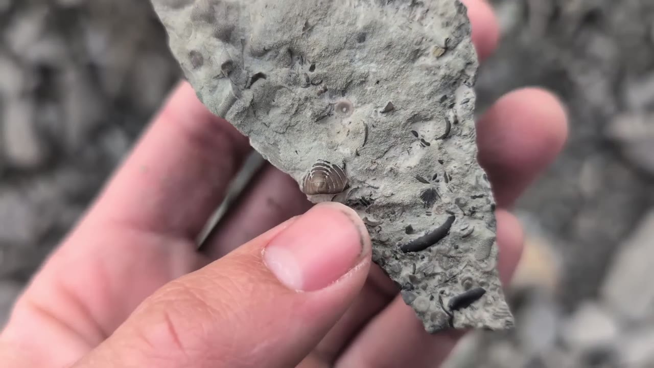 They found a 450-million-year-old sea creature hidden in a Kentucky stream