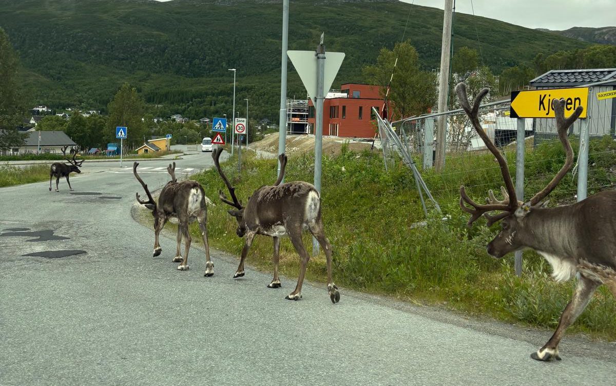 Reindeer