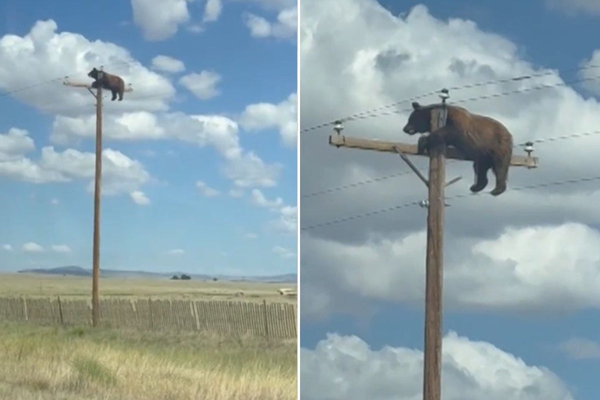 Bear stranded on top of power pole in viral video has died
