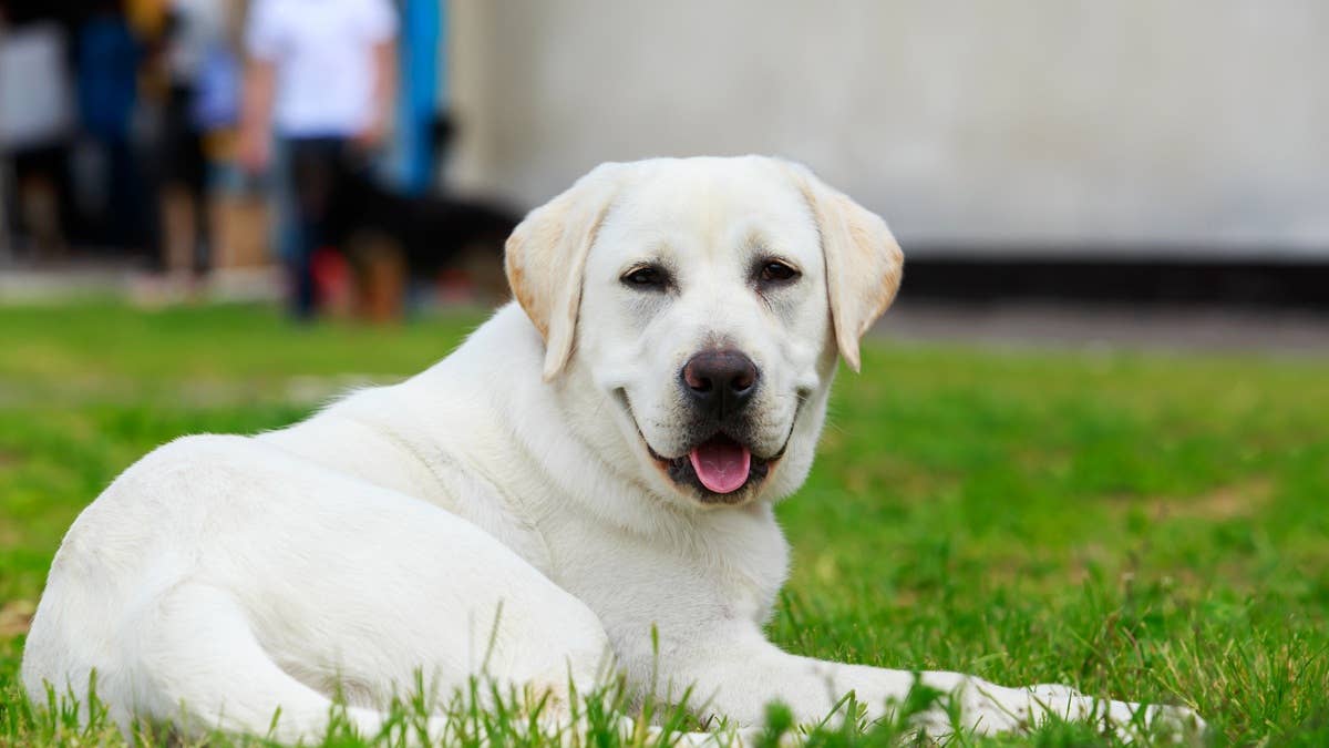 dog-breed-labrador-retriever