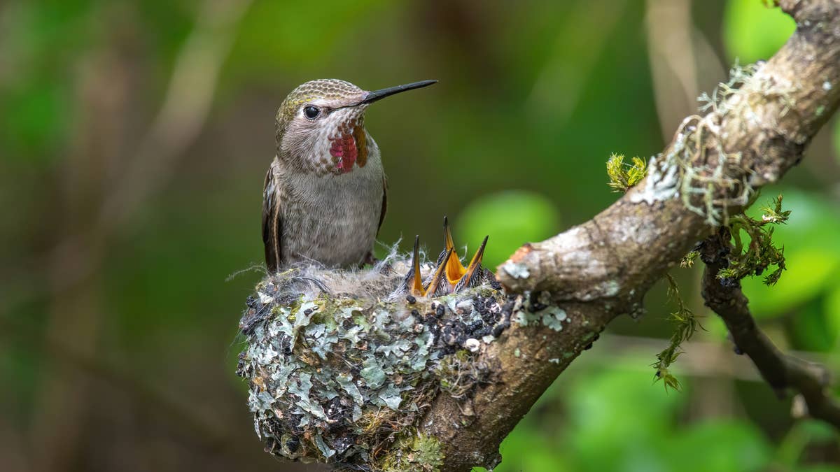 female-hummingbird-with-two-baby-in-the-nest