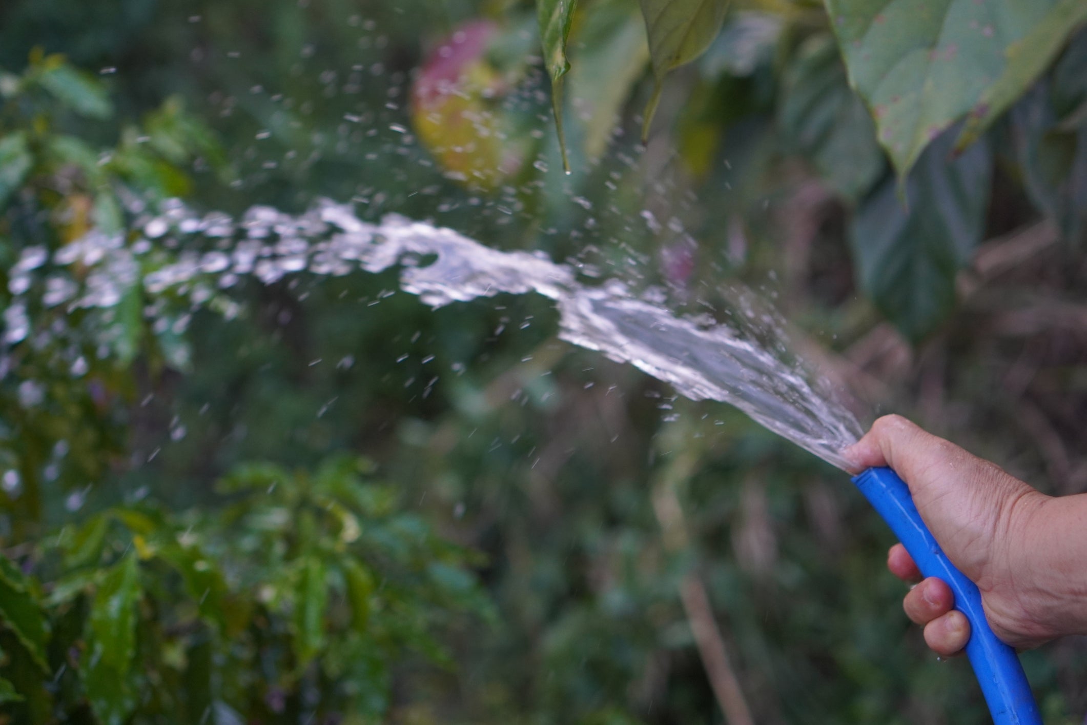 Hand holding a hose, spraying water onto plants in a garden