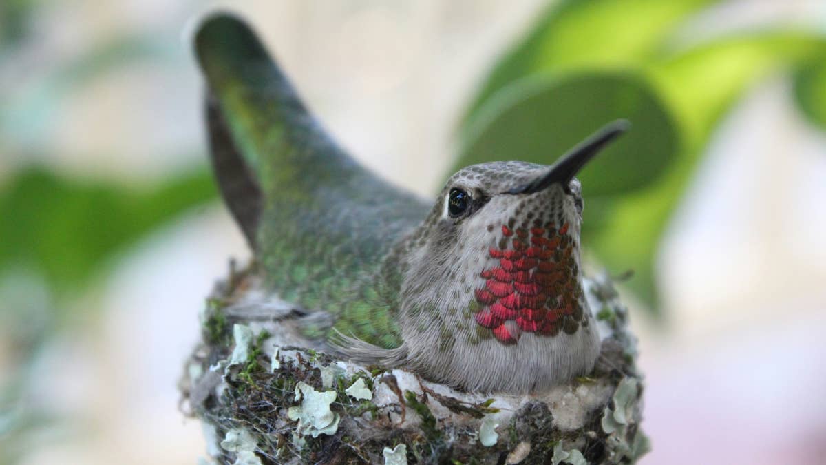 a-small-bird-sitting-on-top-of-a-nest-stockpack-unsplash