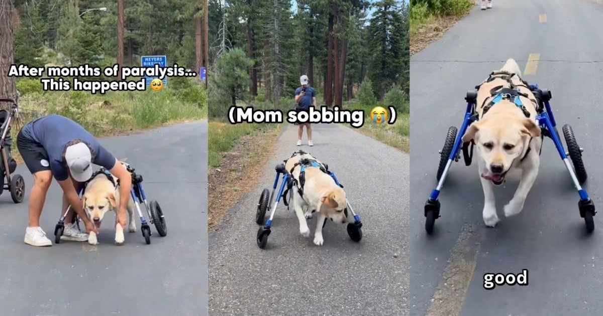 Labrador's major milestone after paralysis has mom crying happy tears