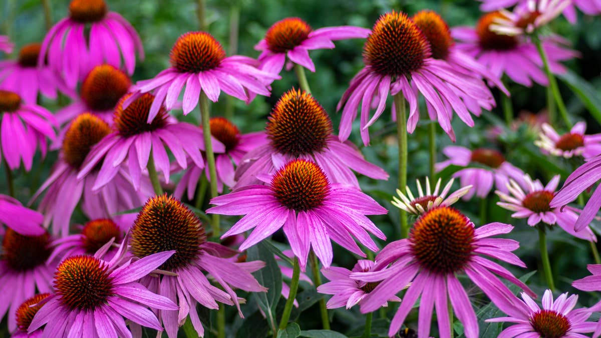 echinacea-purpurea-flowering-coneflowers-group-of-plants-in-bloom