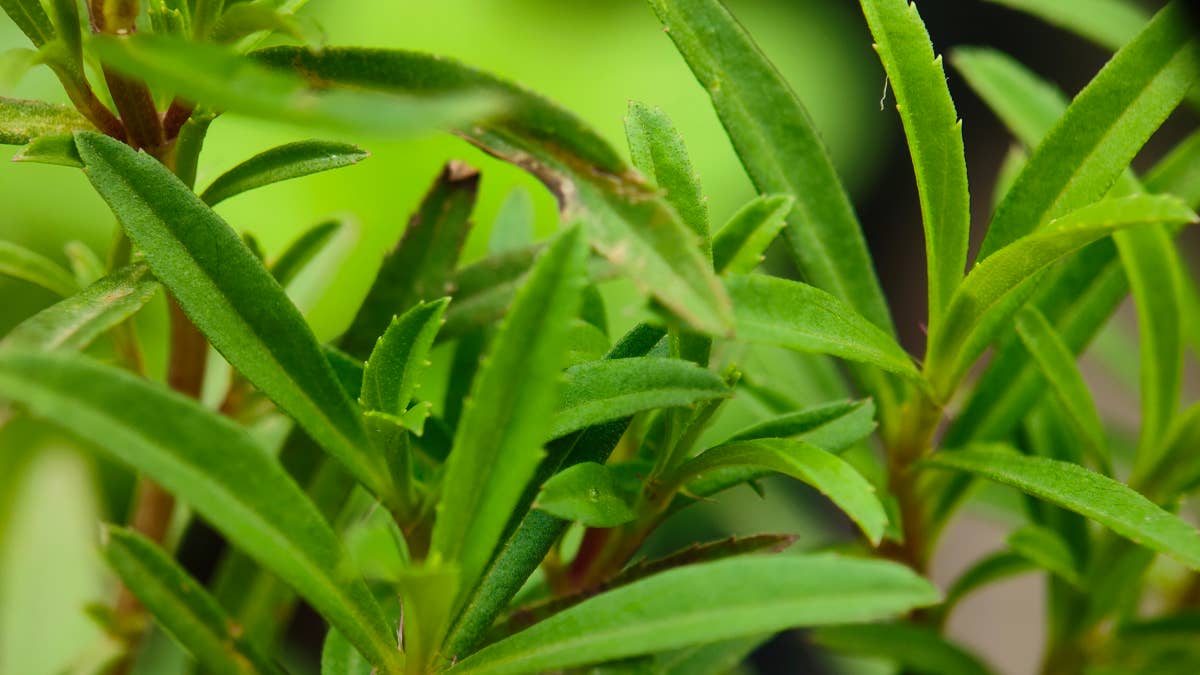 fresh-growth-of-french-tarragon