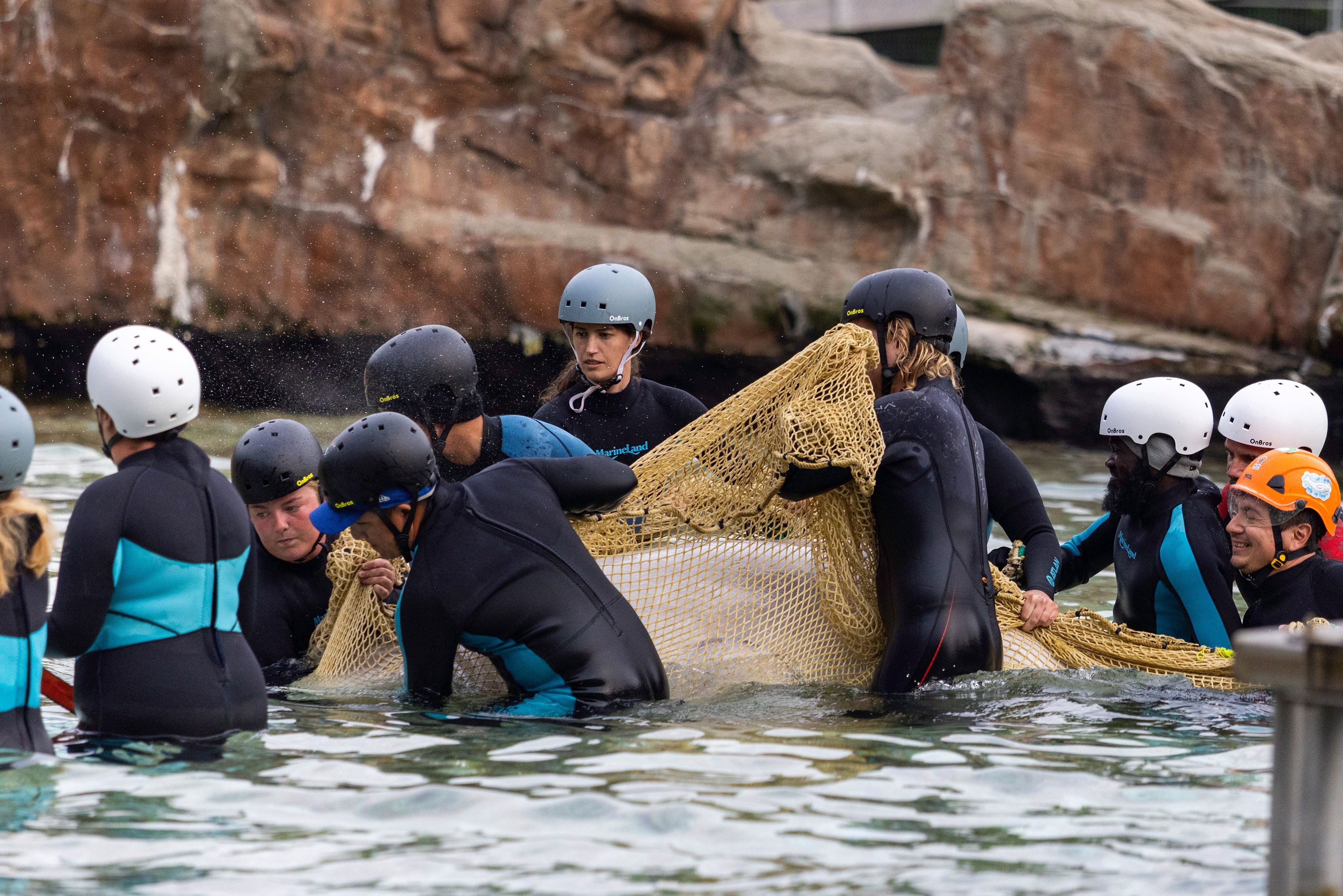 After theme park closing, a relocation of the whales