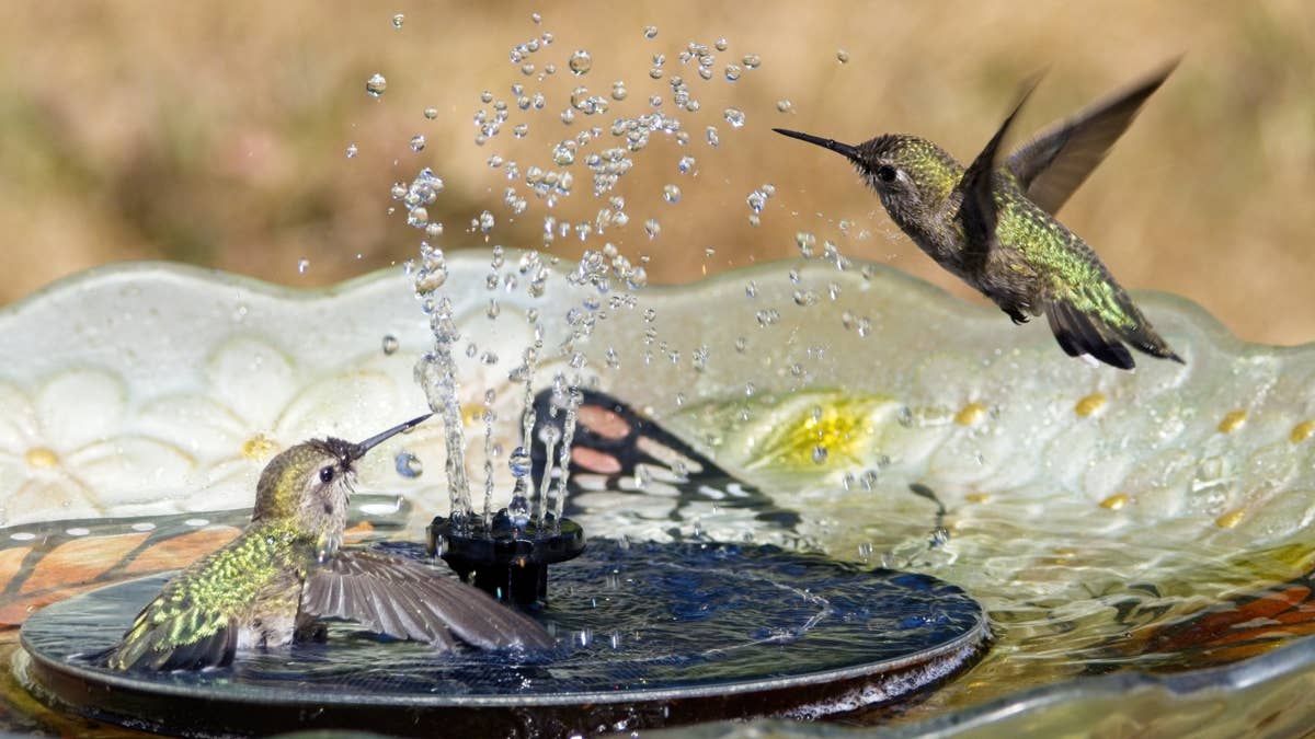 two-annas-hummingbirds-play-in-the-water-stream-of-a-backyard-birdbath-fountain