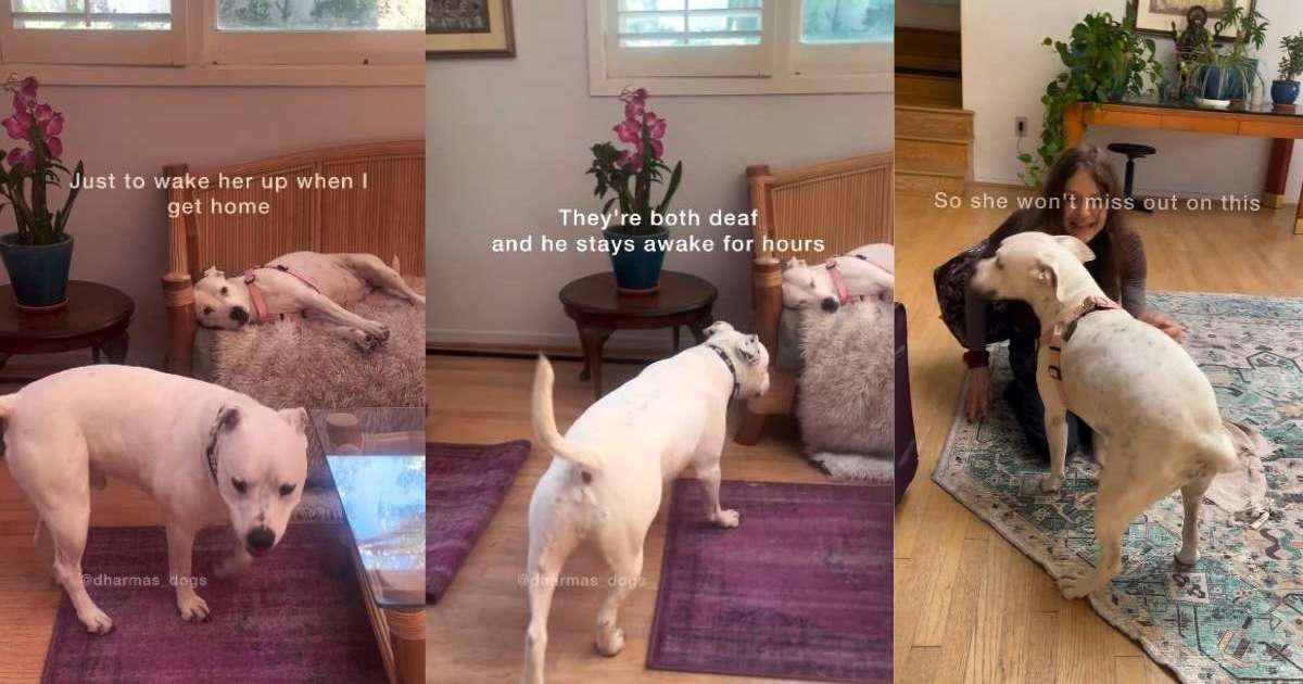 Deaf rescue dog stays awake for hours just to do this for sibling when human comes home