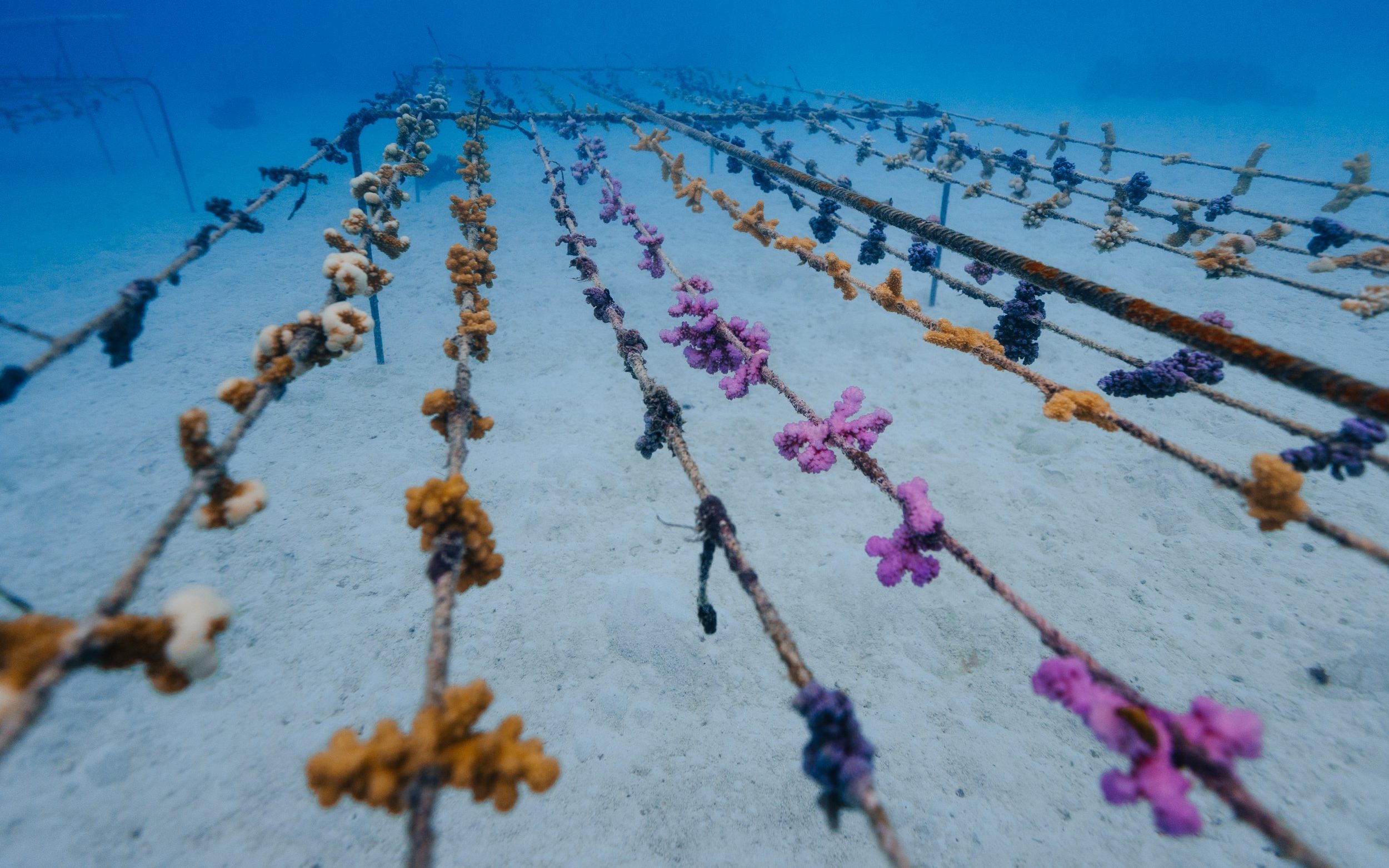 There is a survival rate of 80 to 85 per cent in those corals that have been replanted