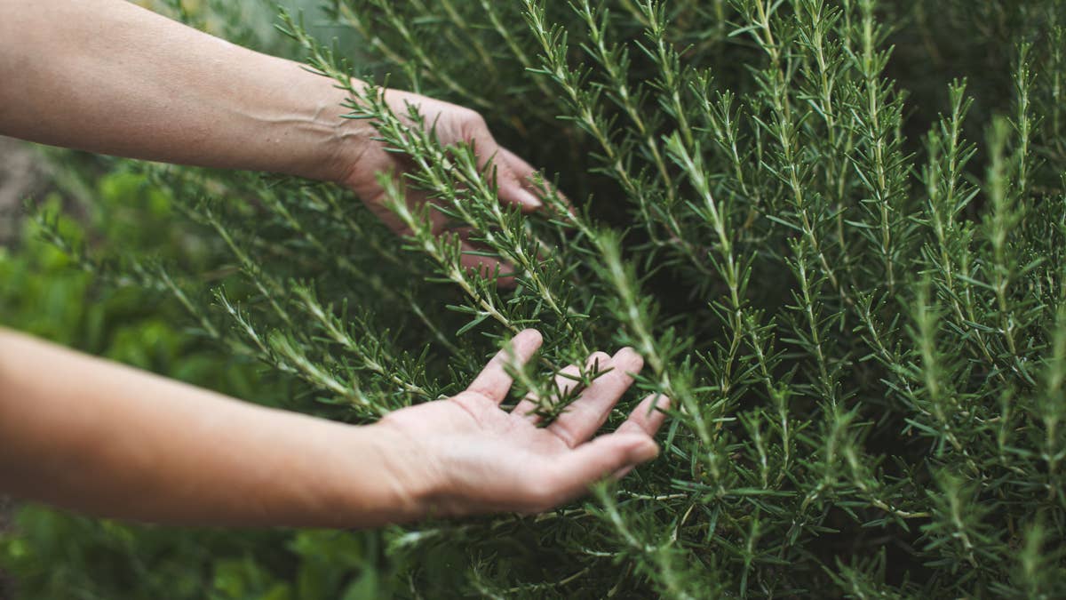 close-up-of-female-hands-harvesting-rosemary-in-organic-garden