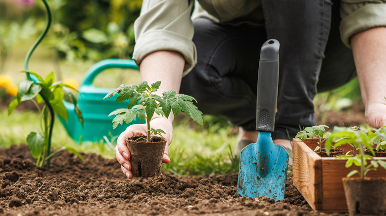 Why there's simply no need for store-bought soil boosters