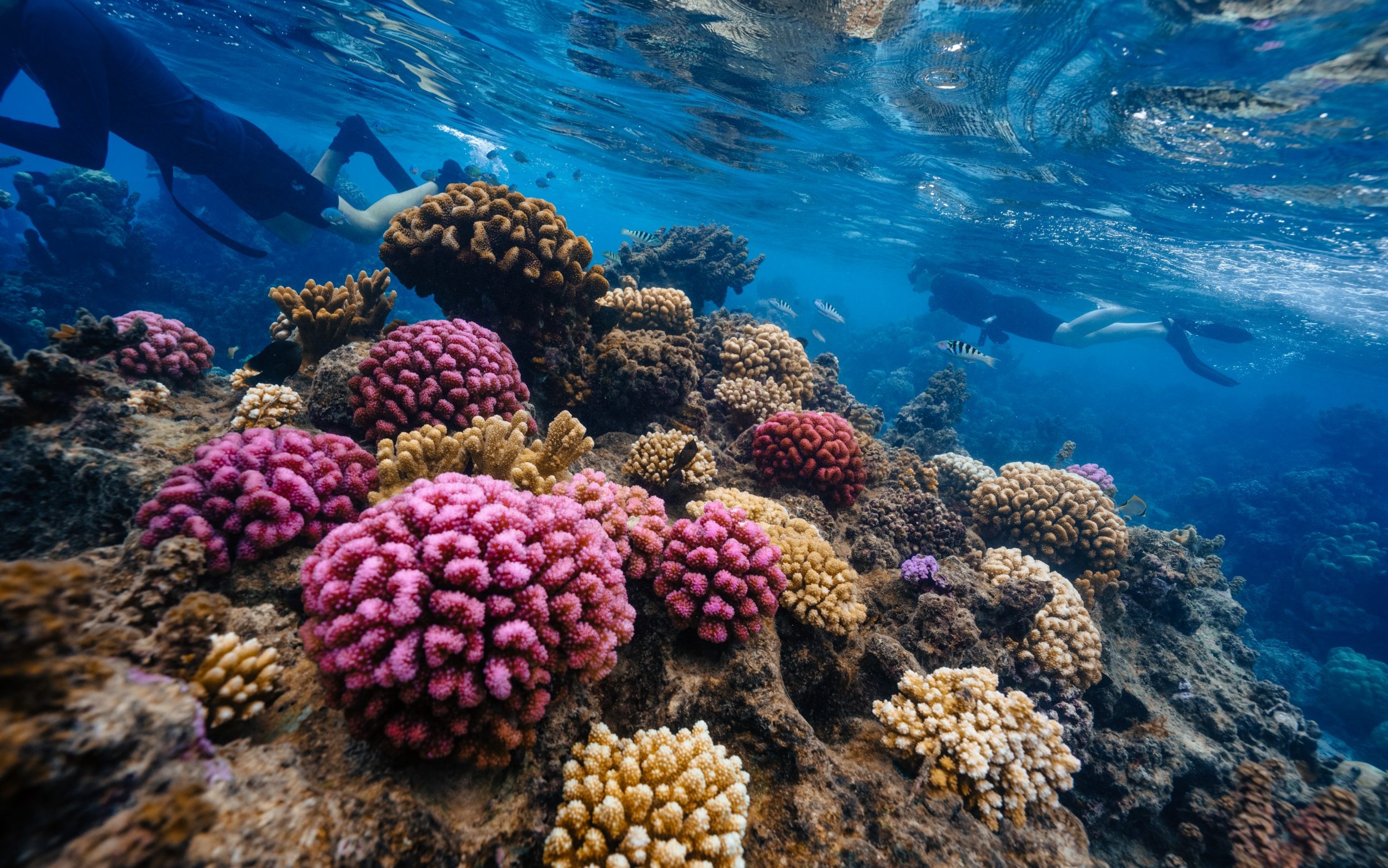 Contrary to common belief, coral is an animal, not a plant