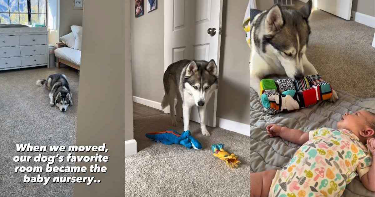 Dog Keeps Sneaking Into Baby's Nursery With One Clear Motive in Mind