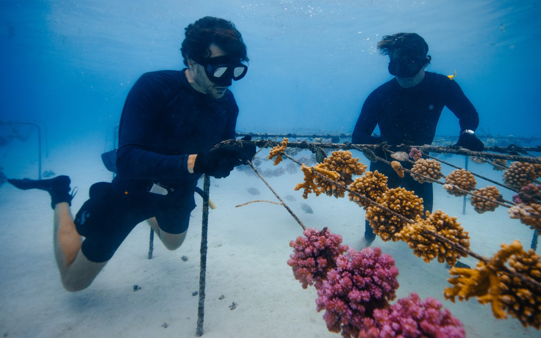 Coral Gardeners' method is to grow coral from healthy fragments and then replant it