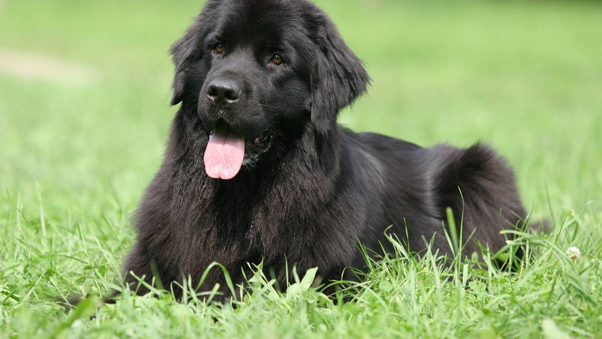 newfoundland-on-grass