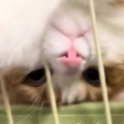 ハンモックでくつろぐ猫→「独特な体勢」で……「ナマケモノ見たのかなｗ」「なんちゅう格好ｗ」思わず笑ってしまう瞬間に反響