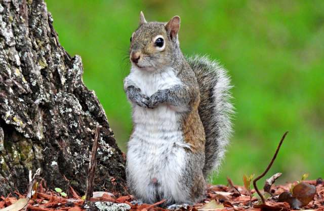 After a year on the run, Guernsey's stowaway squirrel reappears, still evades capture
