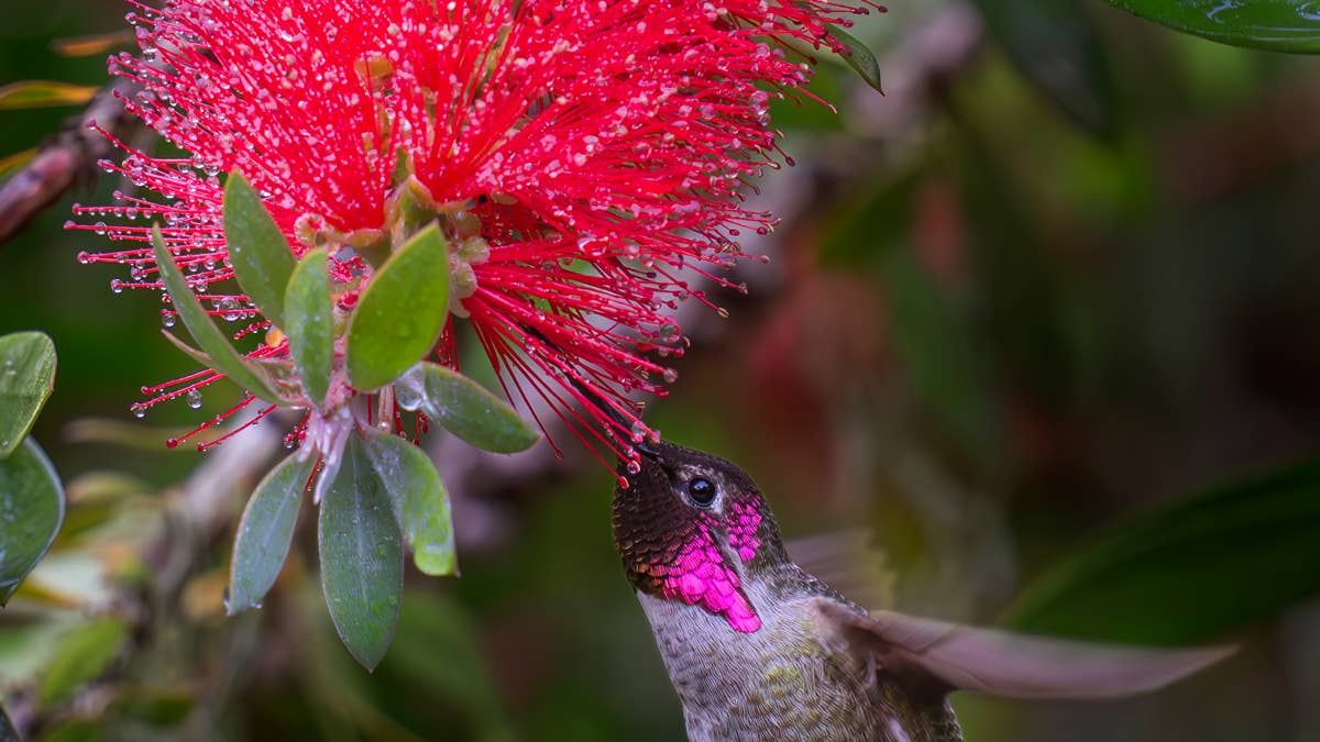Where have all the hummingbirds gone? Here's why they disappear in midsummer