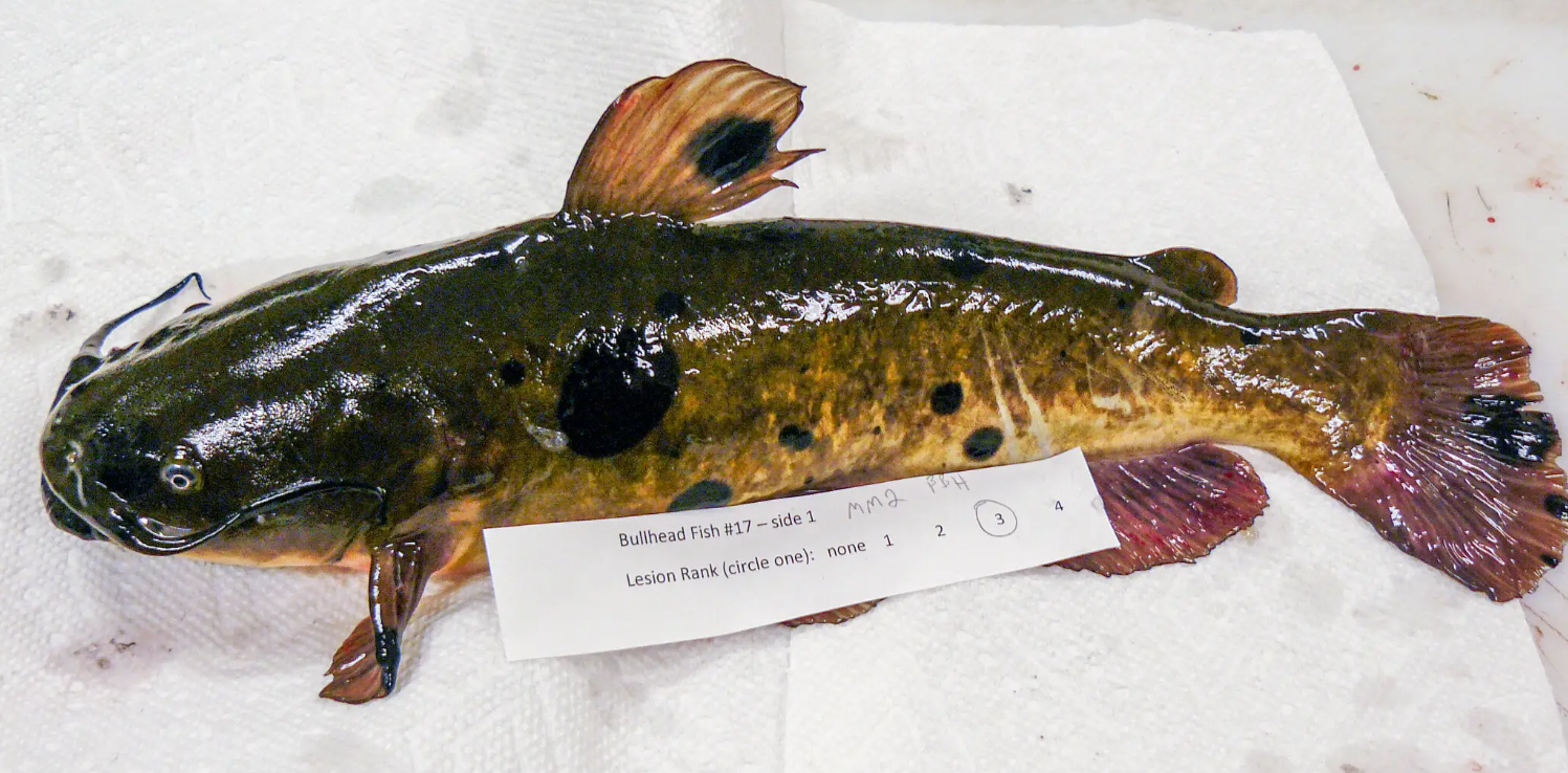 Scary finding in catfish: a contagious cancer