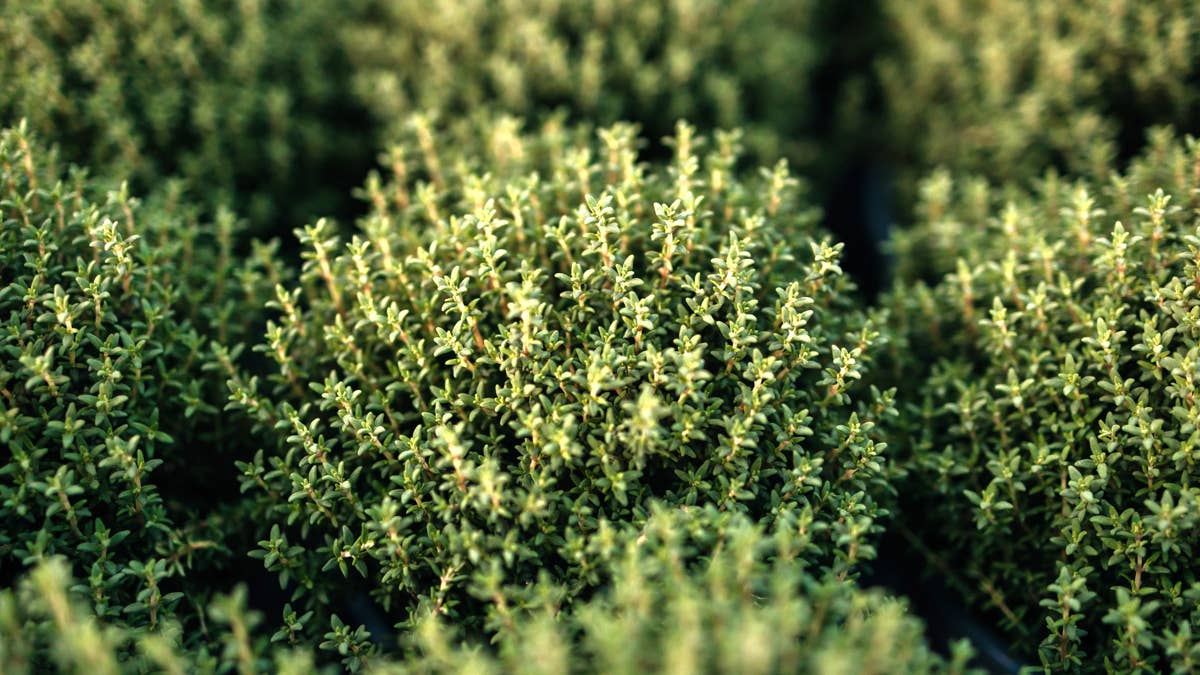 close-up-of-small-thyme-bushes-aromatic-herb