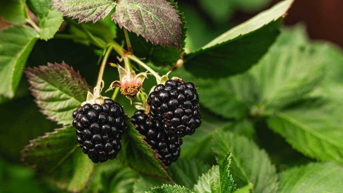 blackberry-fruit-berries-bush