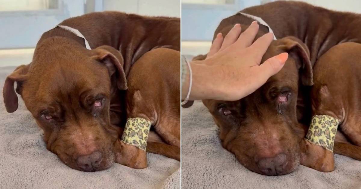 Human meets rescue dog curled up in a bed, unaware the clock on his life has stopped ticking