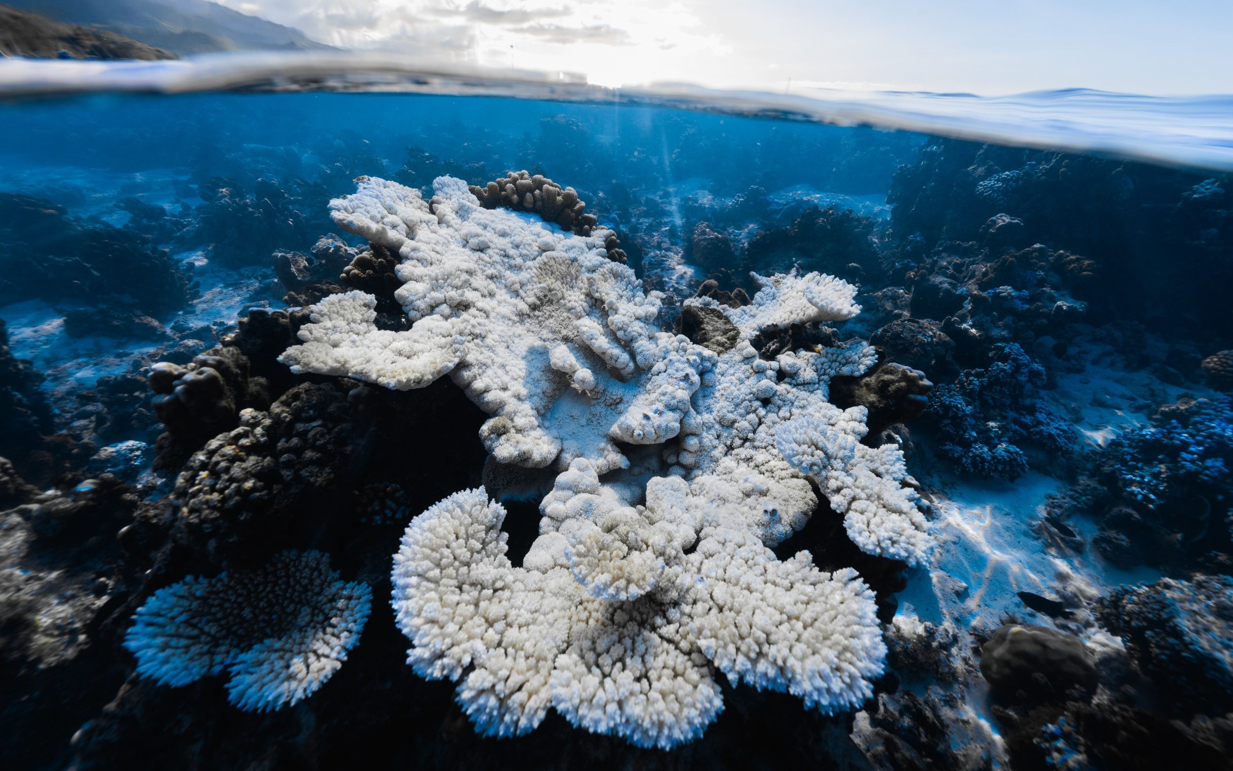 French Polynesia