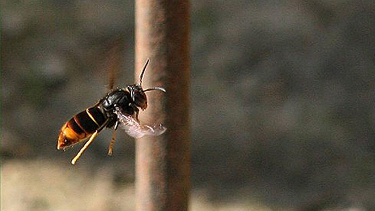 Islanders asked to 'track' not 'trample' Asian hornets