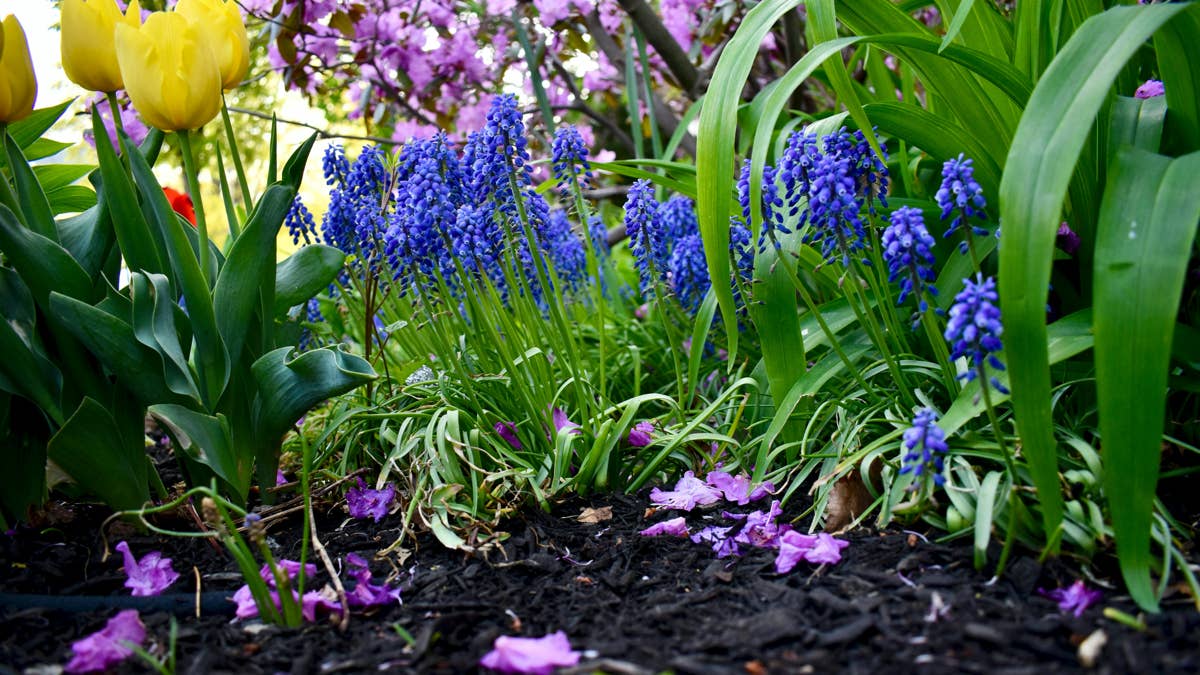 spring-flowers-from-the-ground-stockpack-unsplash