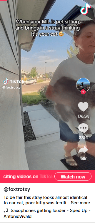 Pet Sitting MIL Brings in Cat Who Escaped Outside—but There’s a Twist