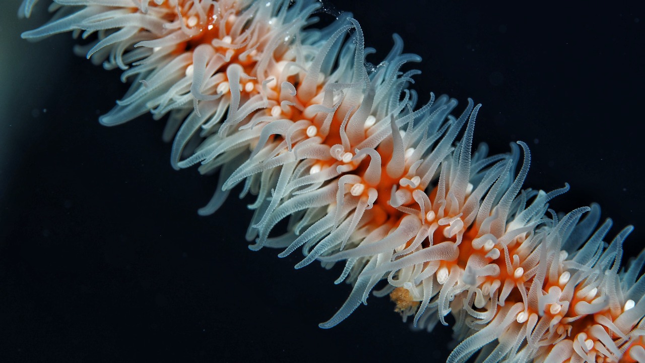 Scientists just added more than 1,100 newfound creatures to the ocean’s species list