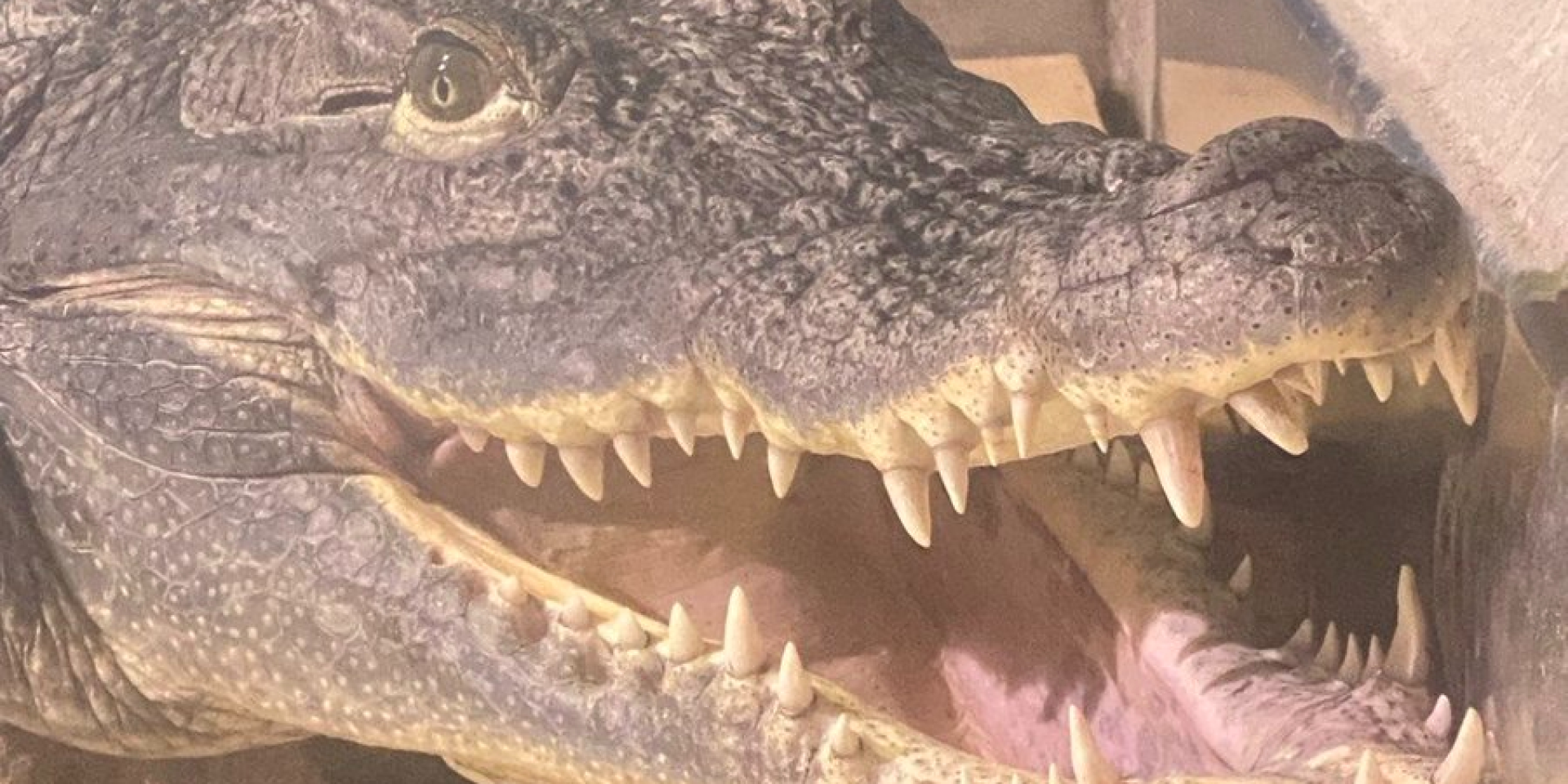 Dnipro crocodile killed in Russian strike to become museum exhibit