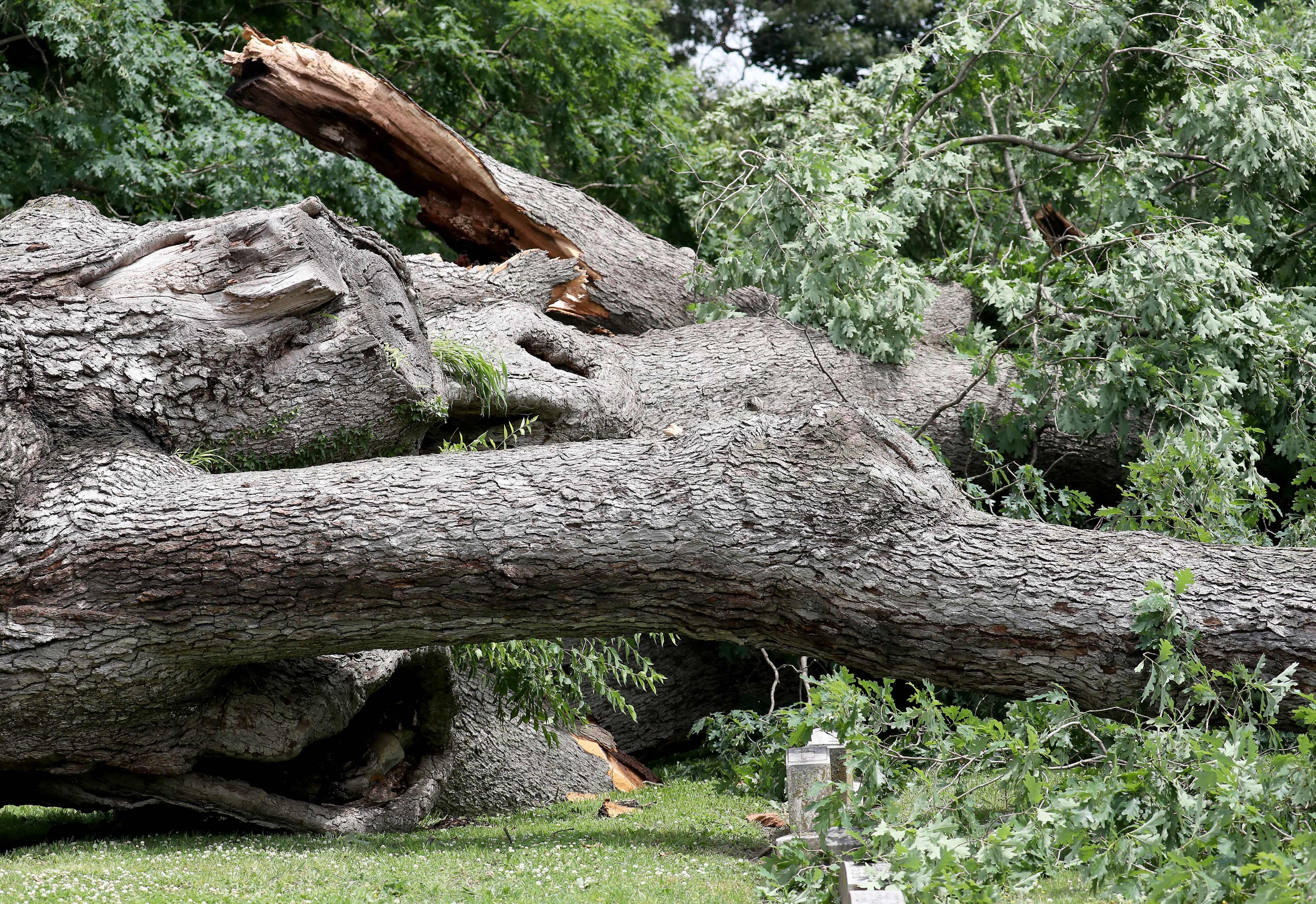 Massive 150-year-old oak tree wrongly cut down. NJ homeowner wants to get even.