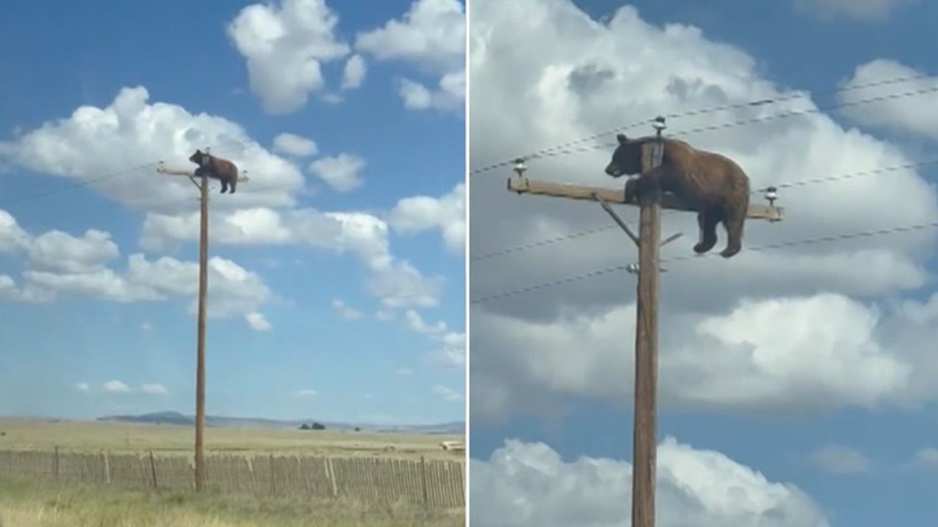 Bear stranded on top of power pole in viral video has died after ...