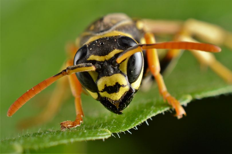 How to easily deter wasps from visiting and building nests in your home ...