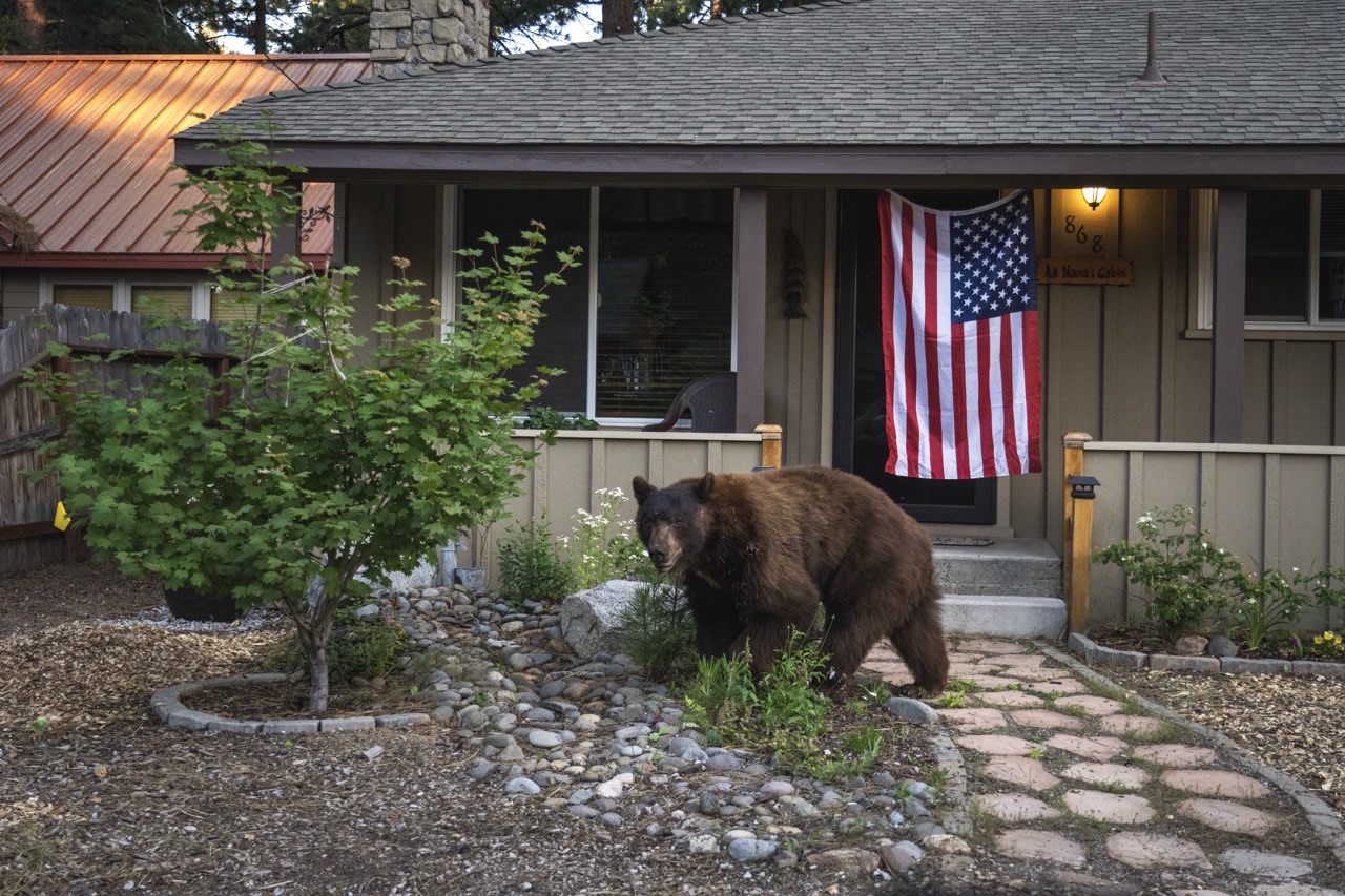 Bears are running amok in Lake Tahoe and causing chaos among locals
