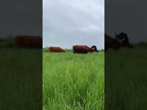 Watch hungry cattle devour an entire pasture