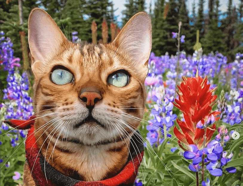 The world's 7 most popular cats, including multi-millionaires, war ...