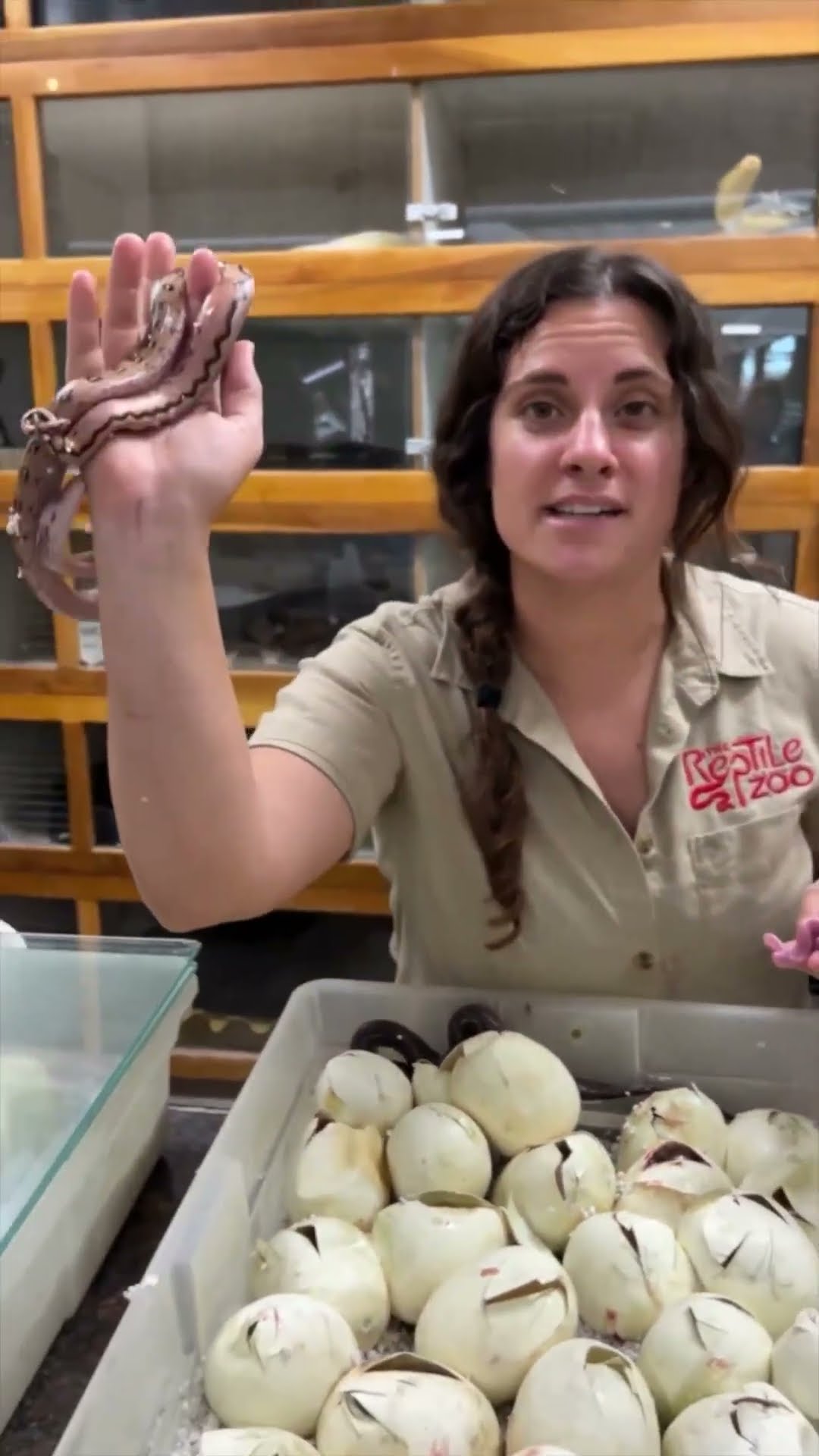 This baby python hatched completely different from all its siblings