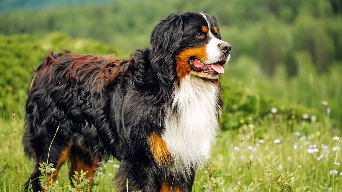 majestic-bernese-mountain-dog-in-lush-green-field--bernese-mountain-dog-stands-proudly-in-a-verdant-field-surrounded-by-wildflowers-and-lush-greenery