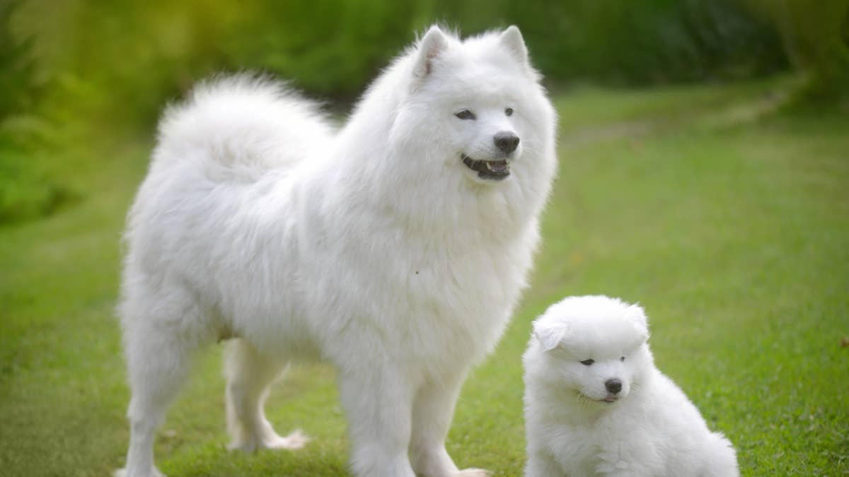 samoyed-dog-on-the-lawn-with-her-puppies